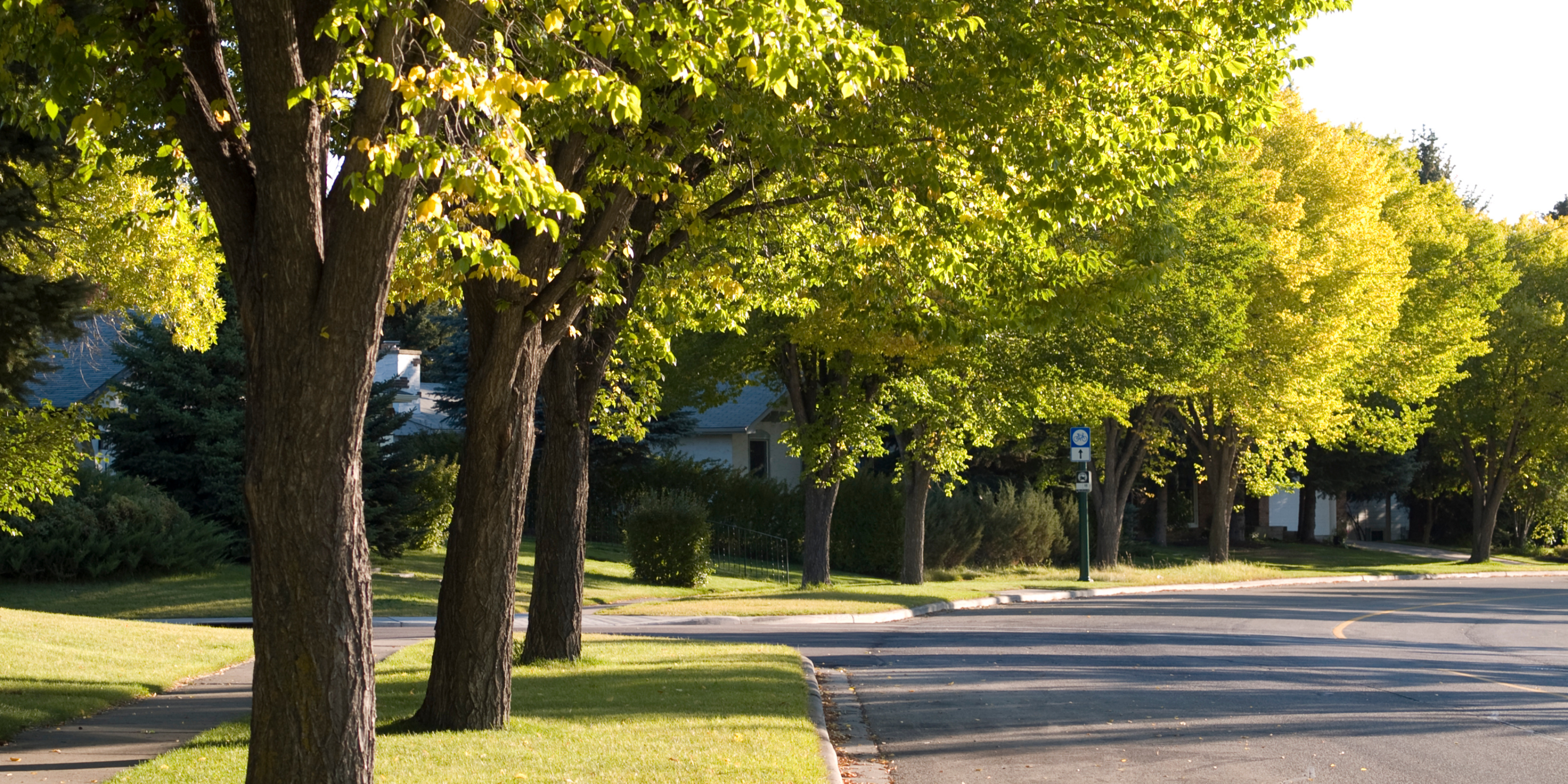 Why trees are so important in smart cities?