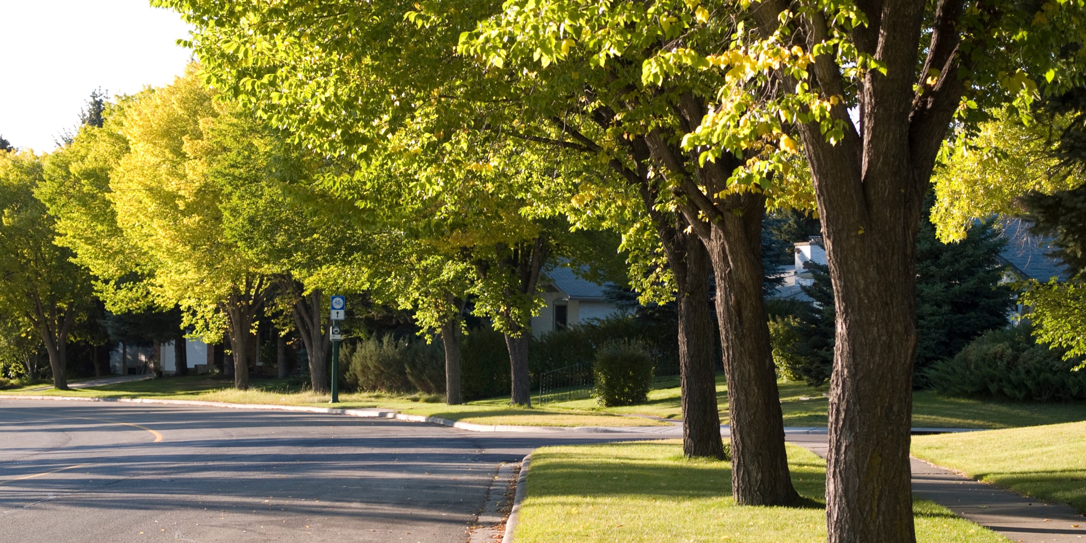 Why trees are so important in smart cities?