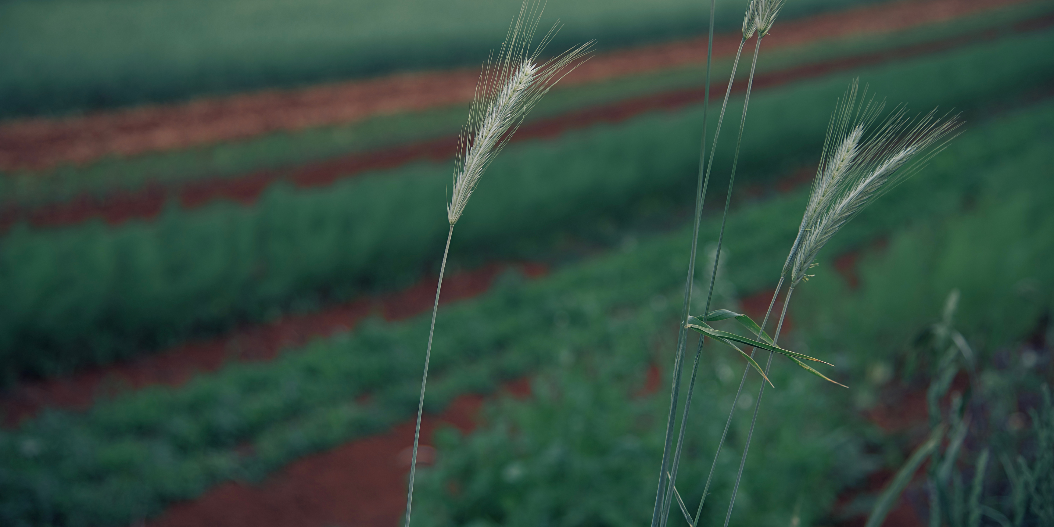 Regenerative farming with a technology twist