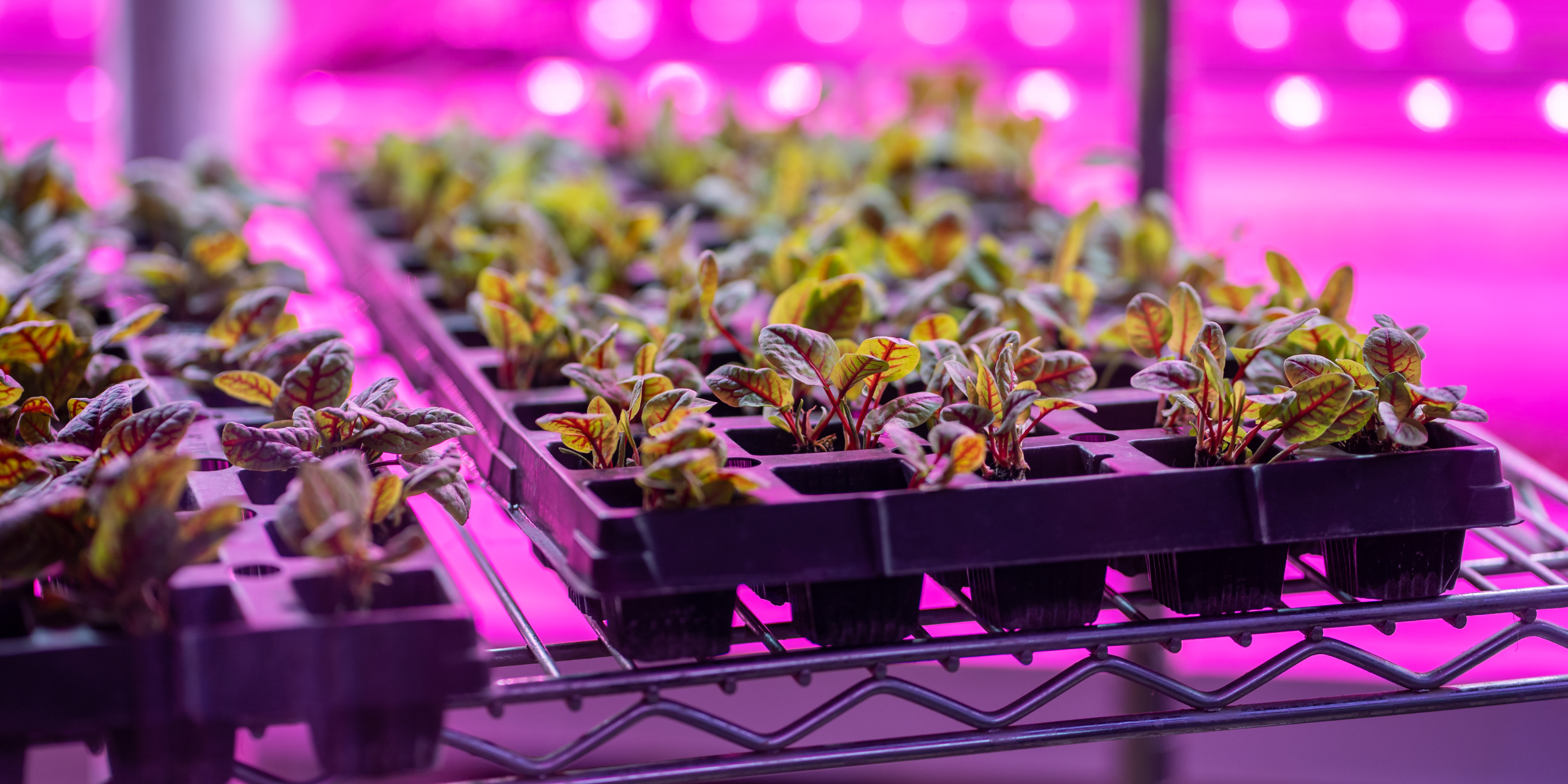 The future of agtech: sensors, vertical farming, and cows