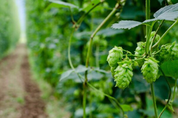 2212-header-hops-02