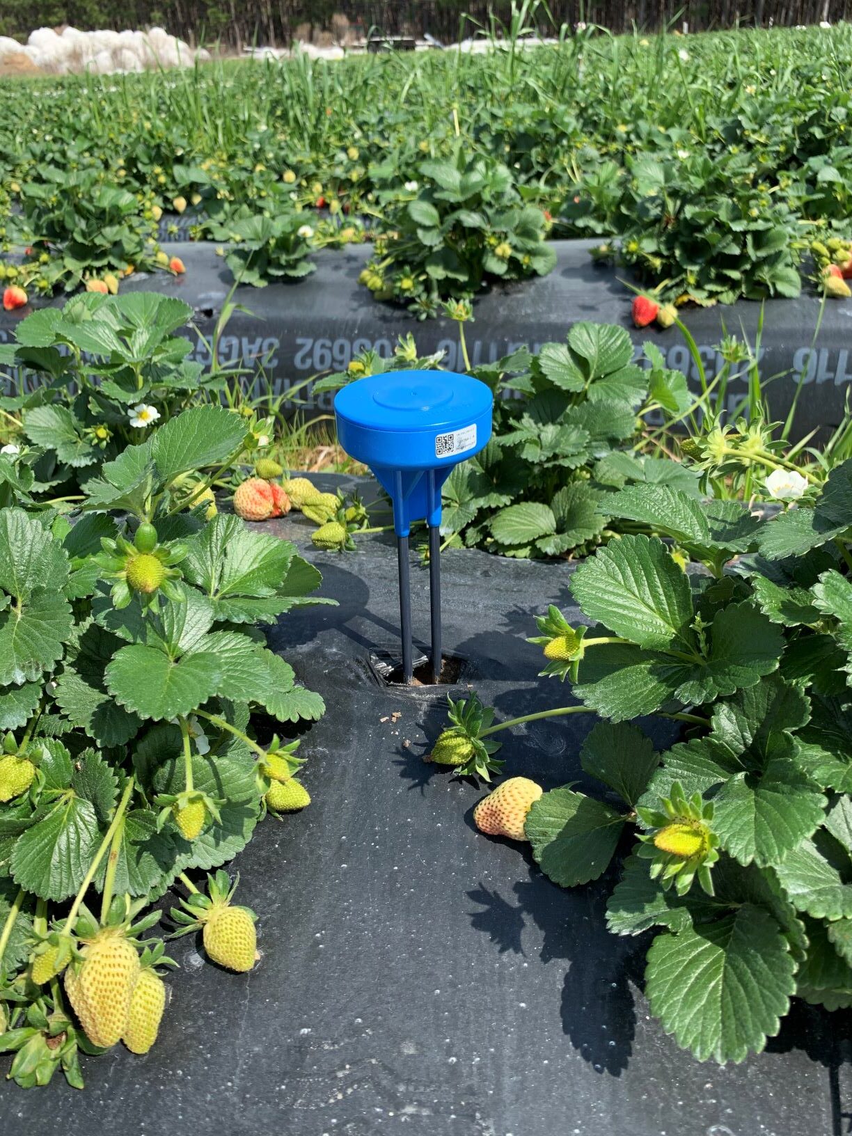 Growing strawberries with McLeod Farms