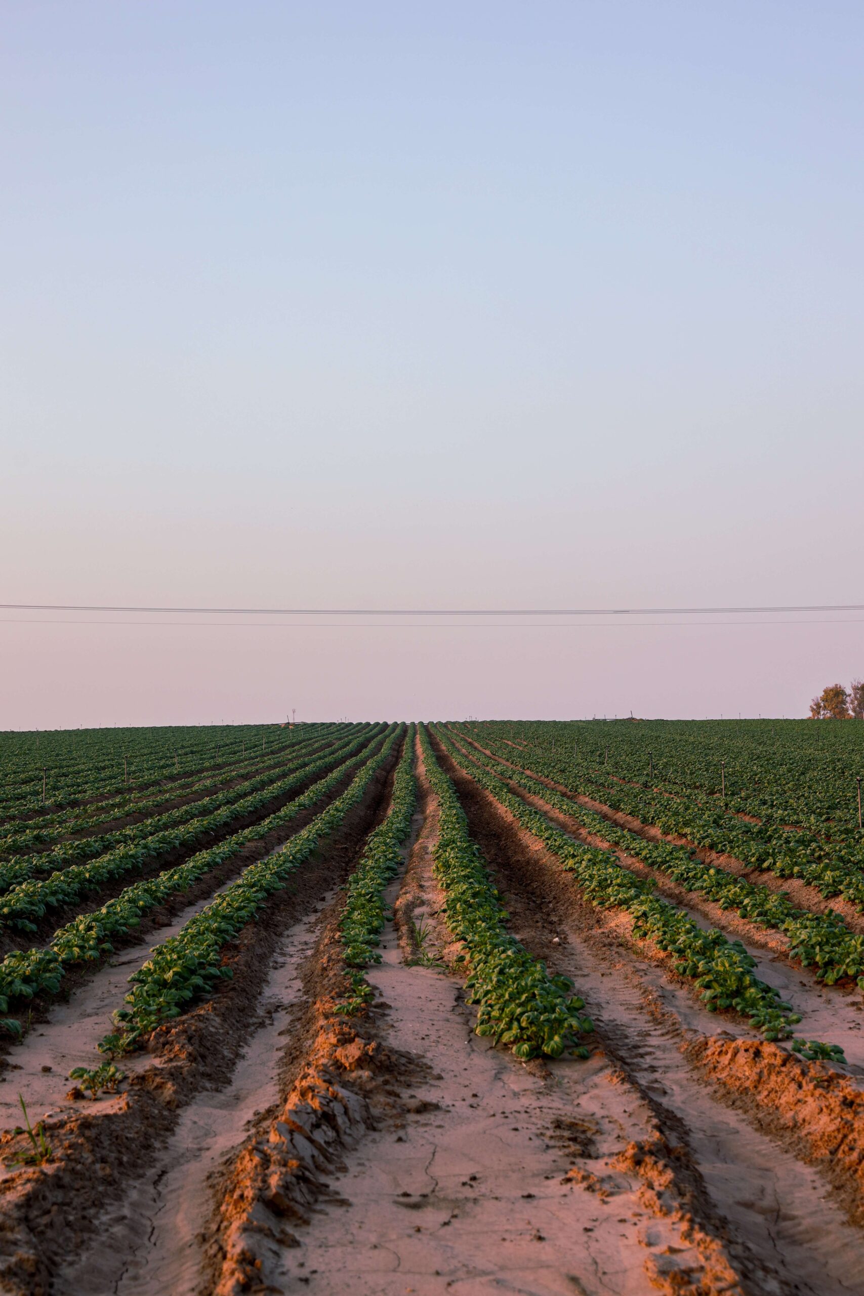 Managing soils for water efficiency