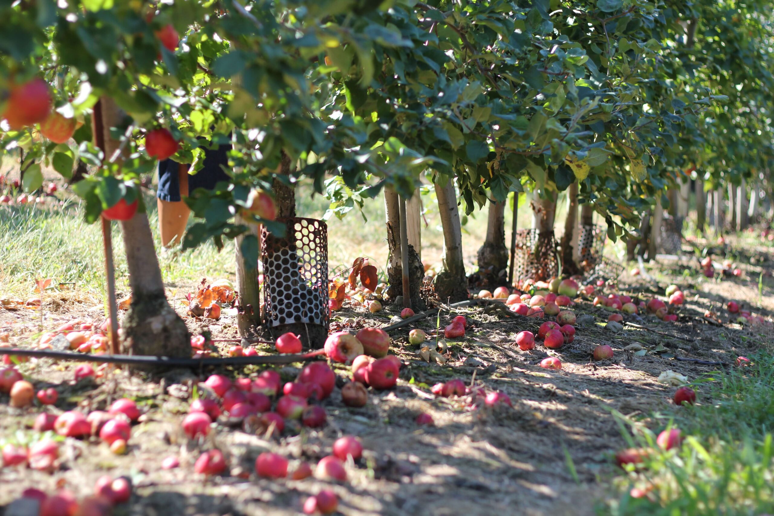 Overcoming drought with new technology