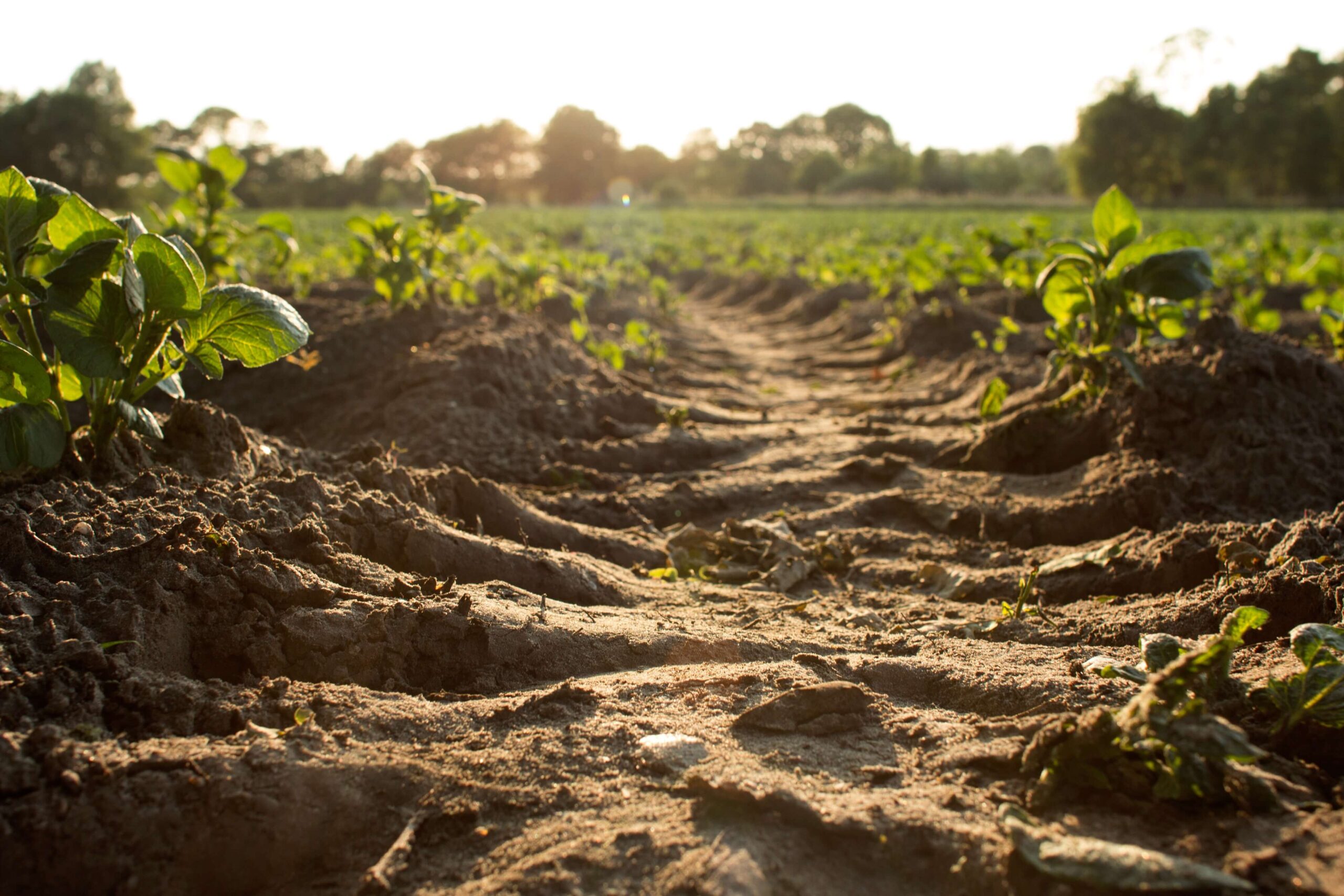 Healthy soil moisture sensor market forecasted during 2015-2025