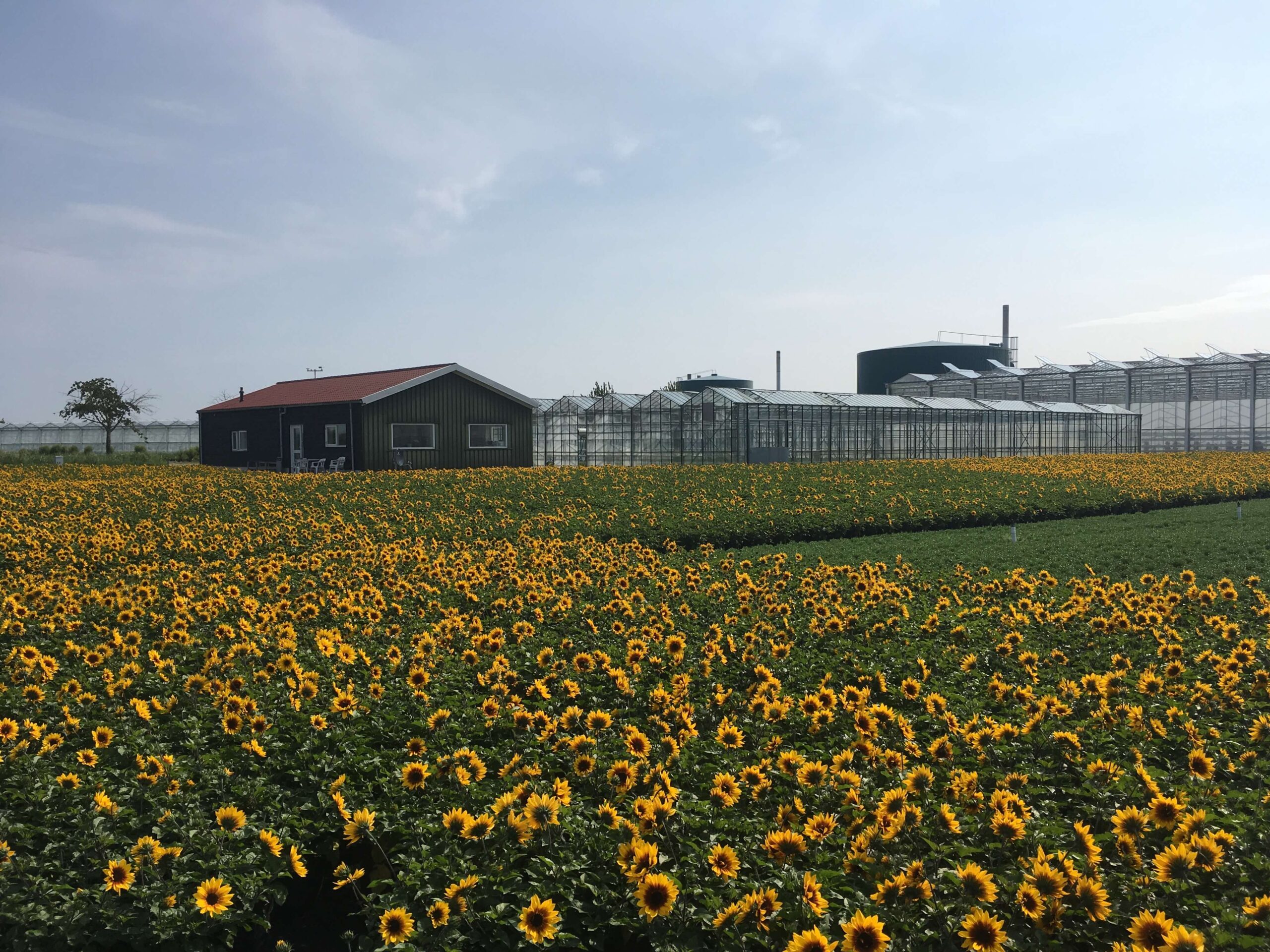 Dutch flower growers use sensors to prevent leaching into groundwater