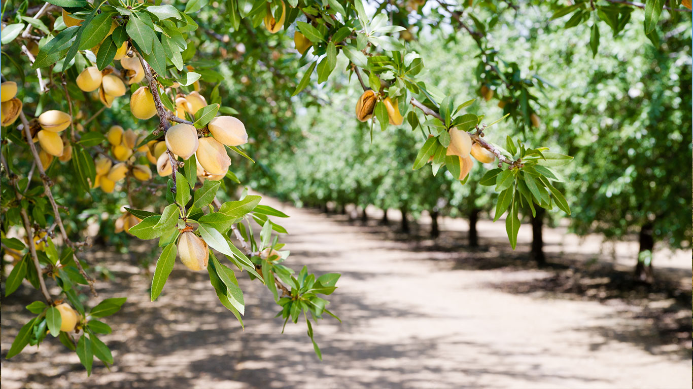 Healthier almond trees with Sensoterra soil moisture probes