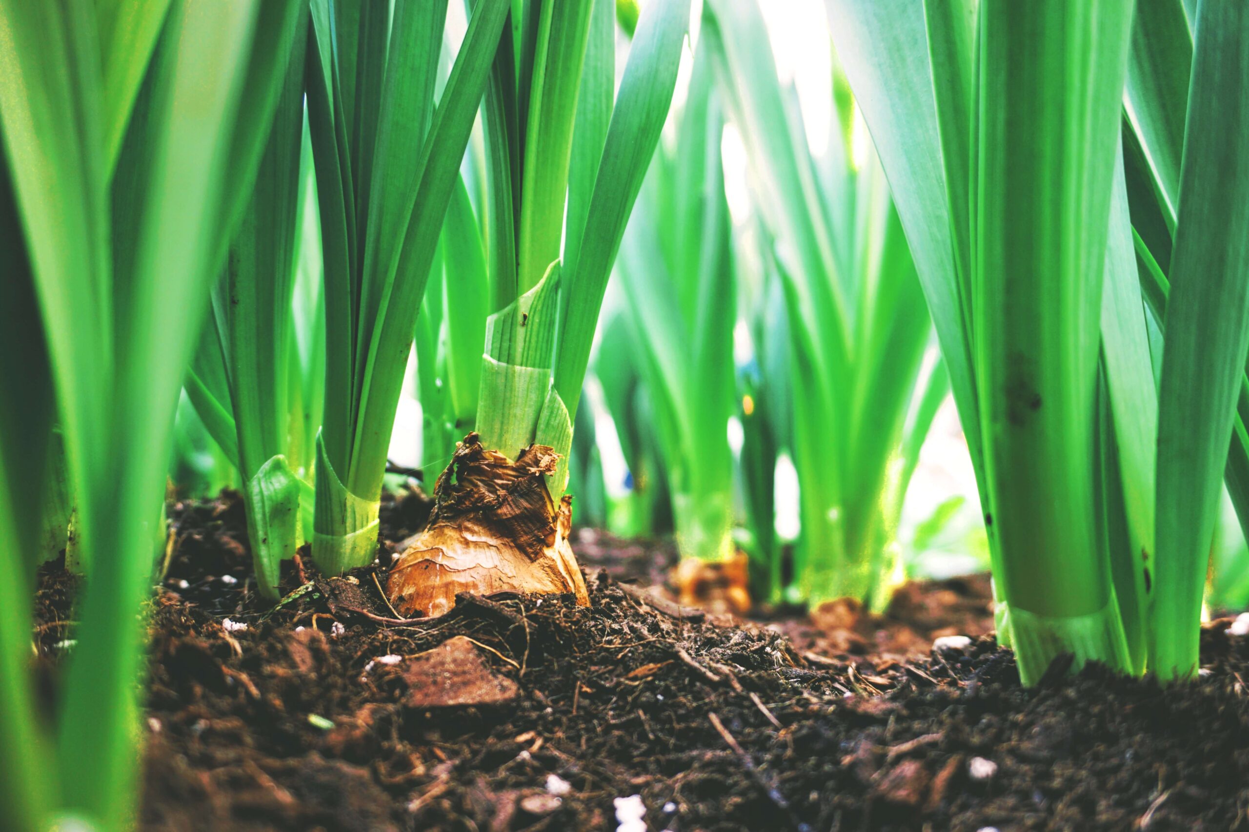 How cool is your park? The importance of regularly watering