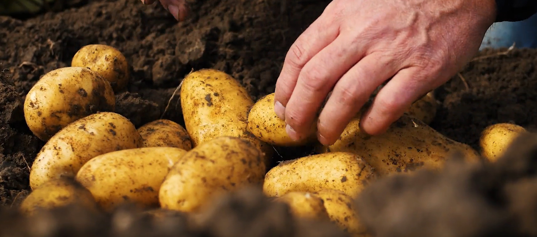 How Dutch agriculture is feeding the world